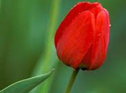 بانوی جانباز ۷۰ درصد به کاروان شهدا پیوست