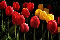 ساماندهی دو گلزار شهید در قم پایان یافت