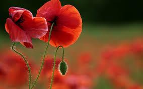 اعتصابتان را بشکنید 