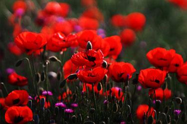 مهمانی تمام نشدنی ترکش 30 ساله در سرم