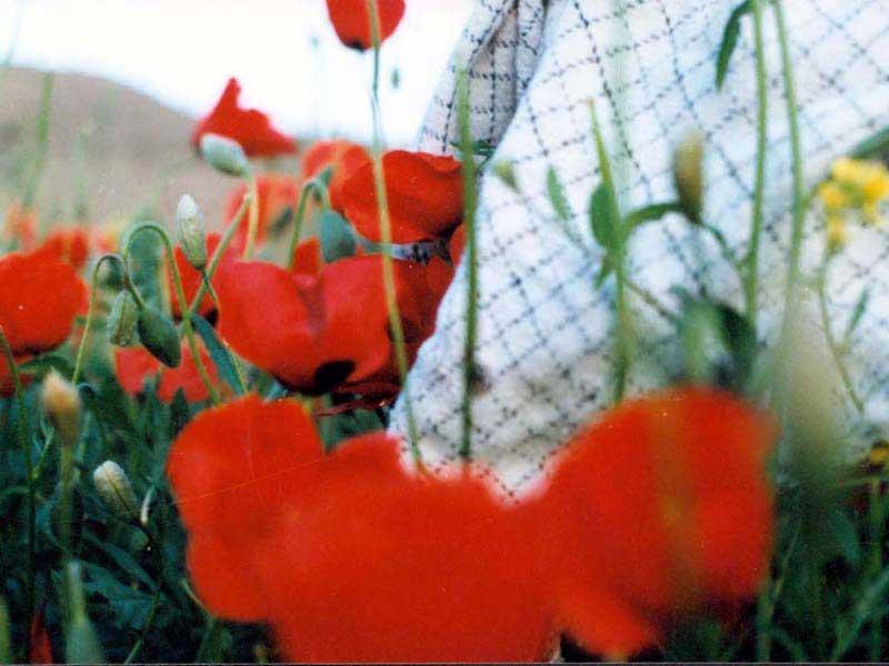 از گرسنگی پوست پرتقال‌ها را خوردیم