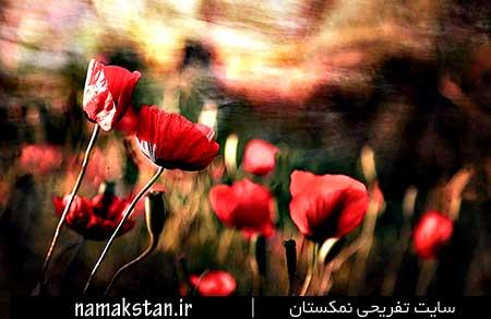 84 اسیر بر اثر اسهال خونی شهید شدند