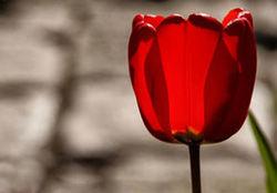 حاجی بخشی در حج خونین سال 66 پرچم آمریکا را آتش زد