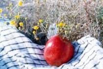 حکایت تلاش خاموش زنان شهیده همراه با سایر شهدا