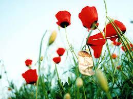 اعزام ۸۰۰ دانشجو به مناطق عملیاتی دوران دفاع مقدس 