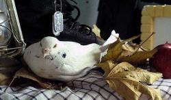 کبوتری حامل یک پیغام