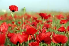 سرگذشت شهیده جواهر امینی