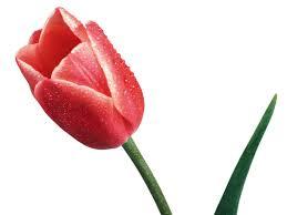 سرگذشت شهیده آرزو شکرانی فرد