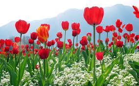 سر گذشت شهیده آمنه ازغ