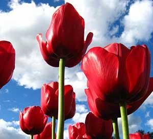 حق همسایگی/  شهیده زینت علیزاده