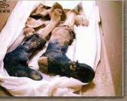 آغاز تفحص پیکر شهدا در نقاط جدیدی از عراق