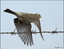 شادی کومله از شهادت رزمندگان ایرانی
